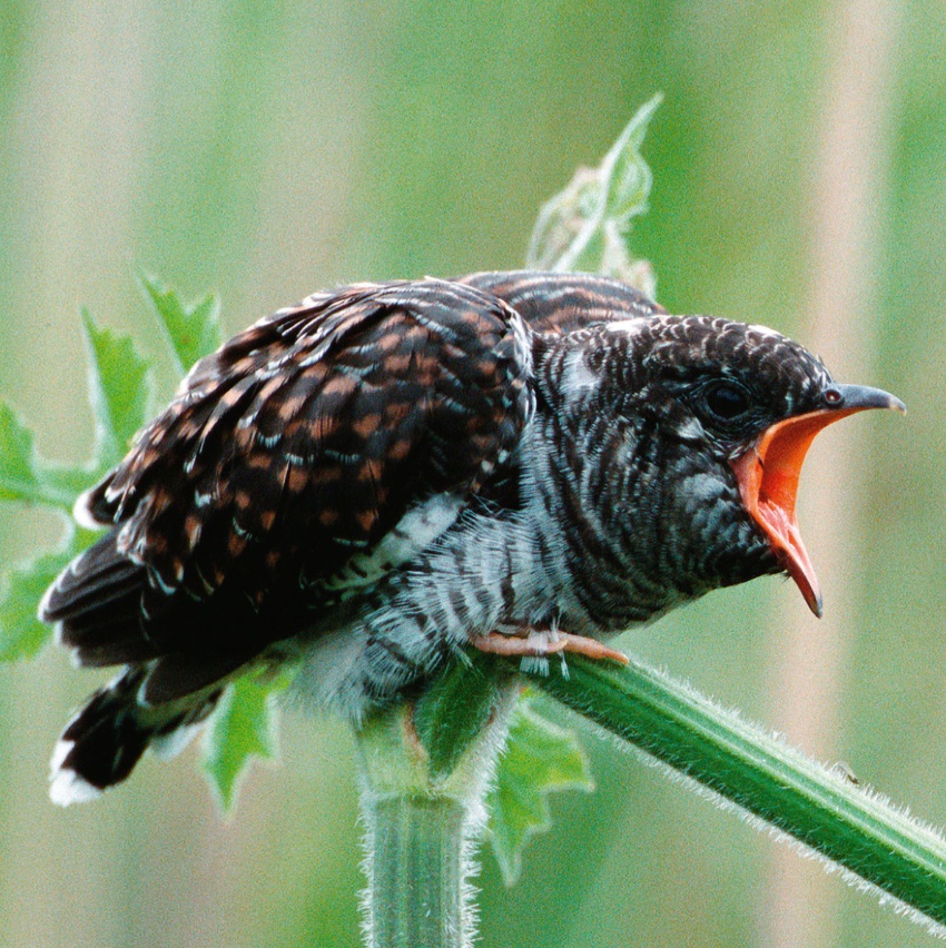 Music image 1