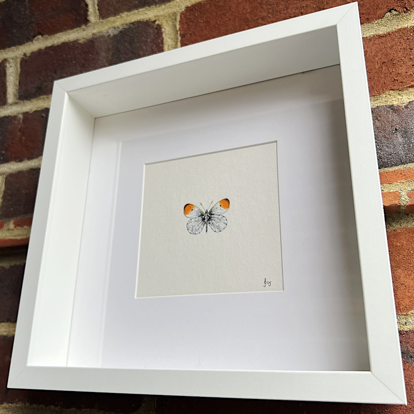 Orange-Tip Butterfly