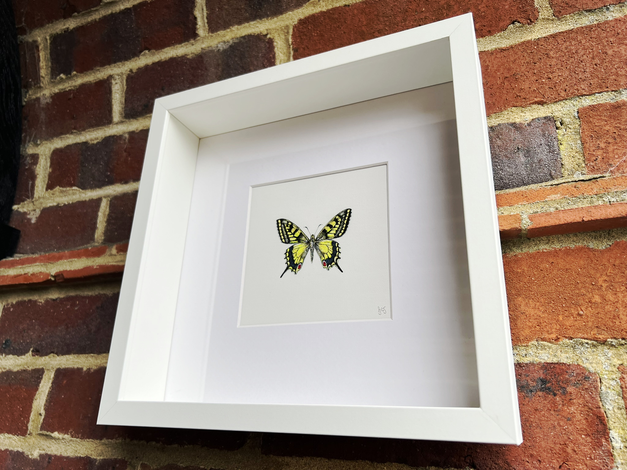 Swallowtail Butterfly
