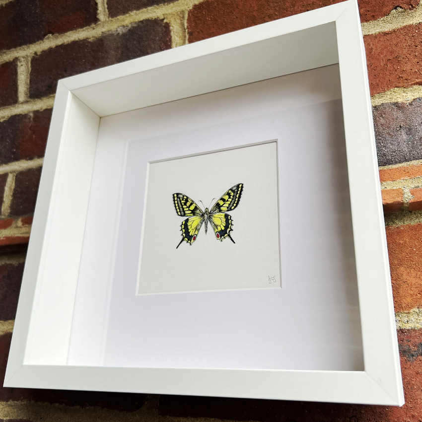Swallowtail Butterfly
